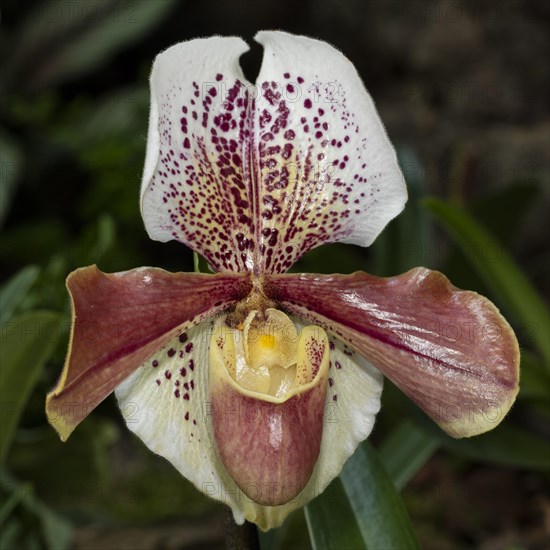 Venus Slipper