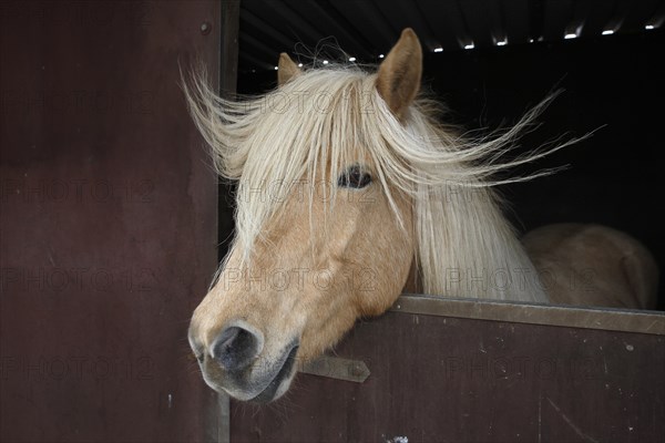 Iceland horse