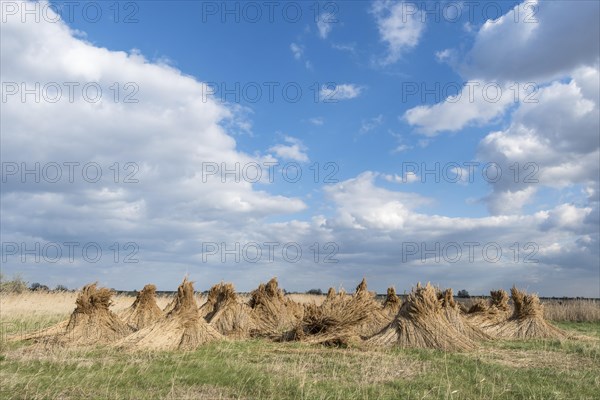 Reed cones