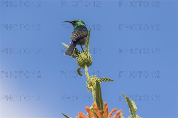 Southern Double-collared Sunbird