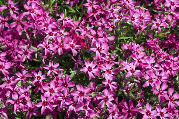 Creeping Phlox