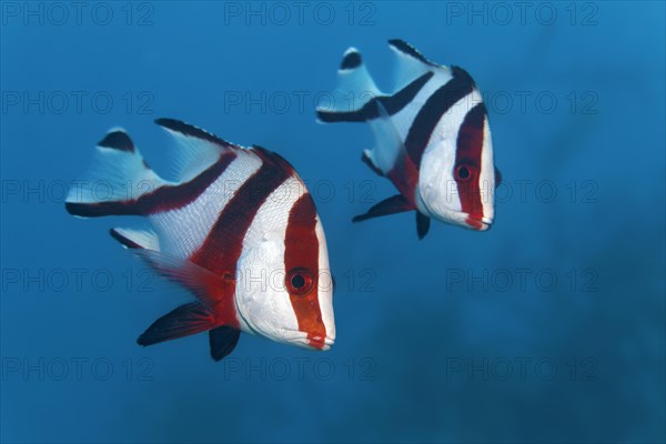 Two emperor red snappers