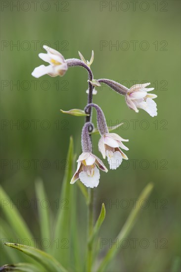 Marsh Helleborine