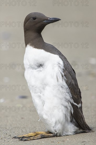 Common guillemot