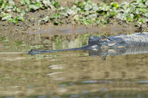 Gharial or gavial