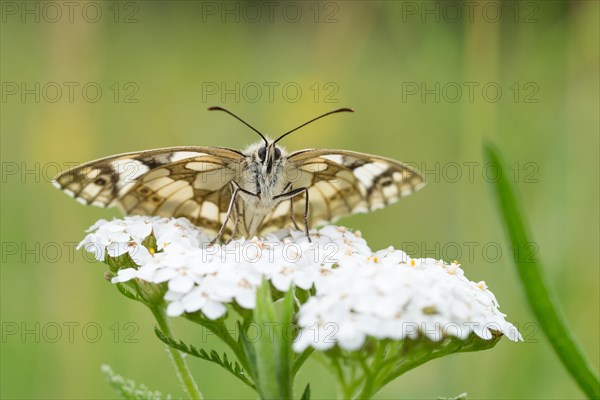 Marbled white