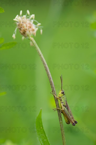 Meadow grasshopper