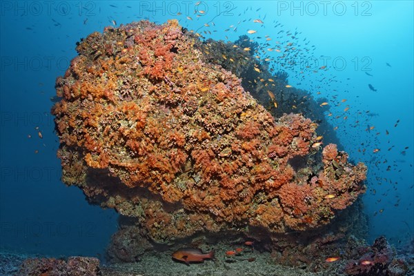 Coral reef