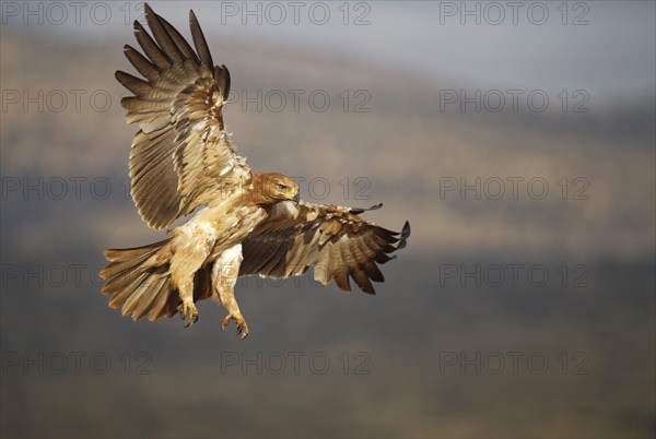 Tawny eagle