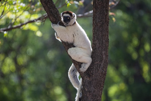 Verreaux's sifaka