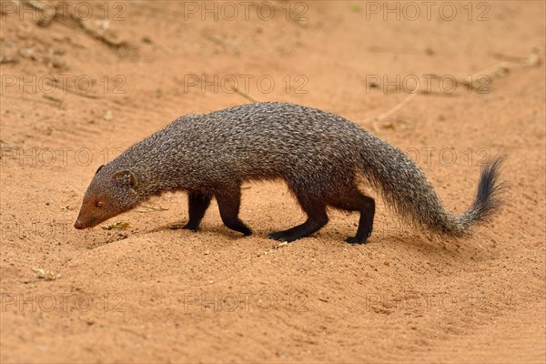 Indian gray mongoose