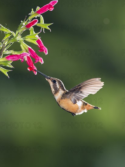 Purple-throated woodstar