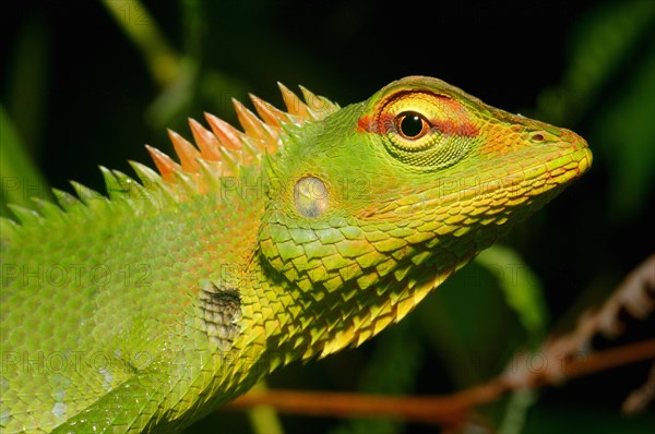 Common Green Forest Lizard