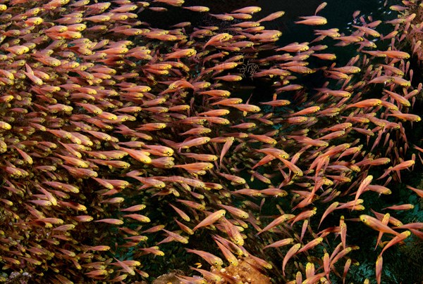 School of Glassfish