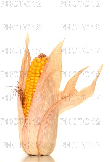 Maize