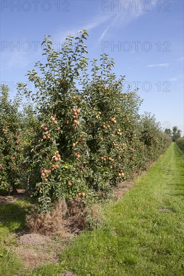 Apple trees