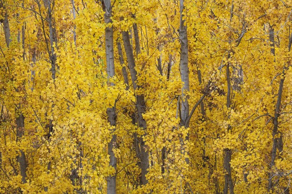 Yellow aspens