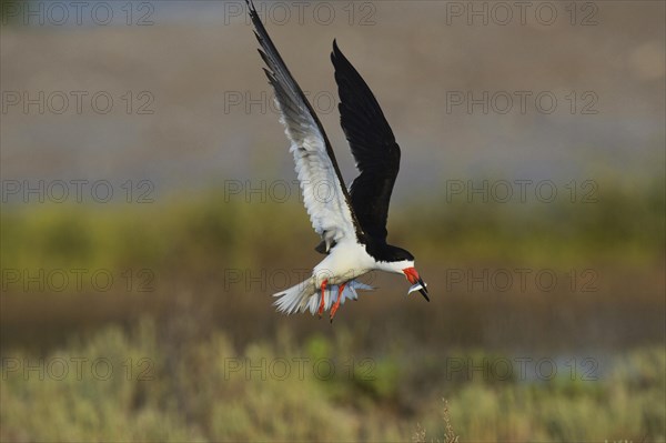 Black Skimmer