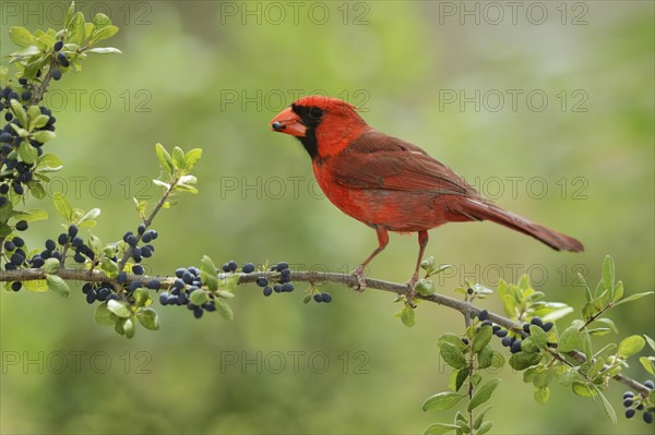 Northern Cardinal