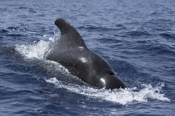 Long-finned pilot whale