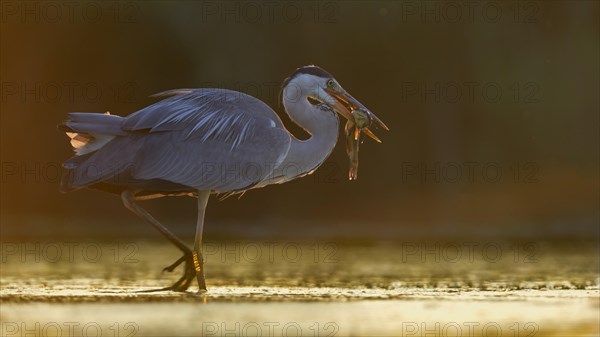 Grey Heron