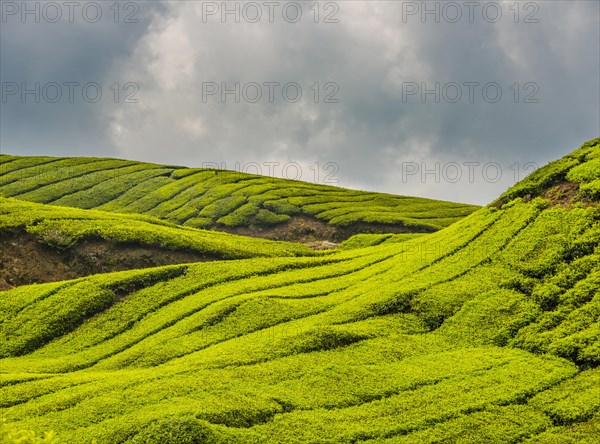 Tea plantations