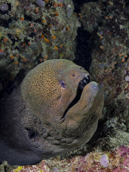 Giant Moray