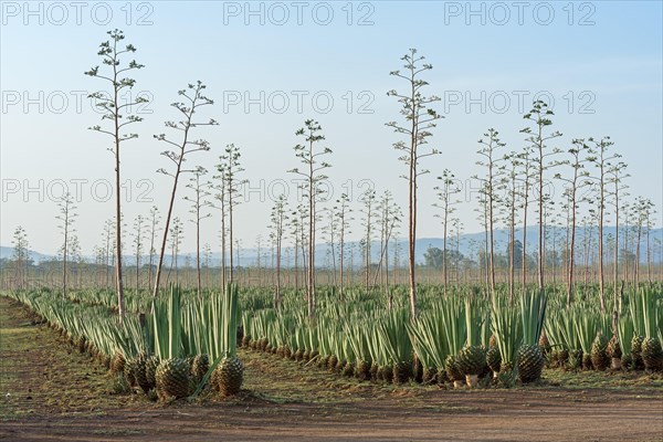 Sisal agave