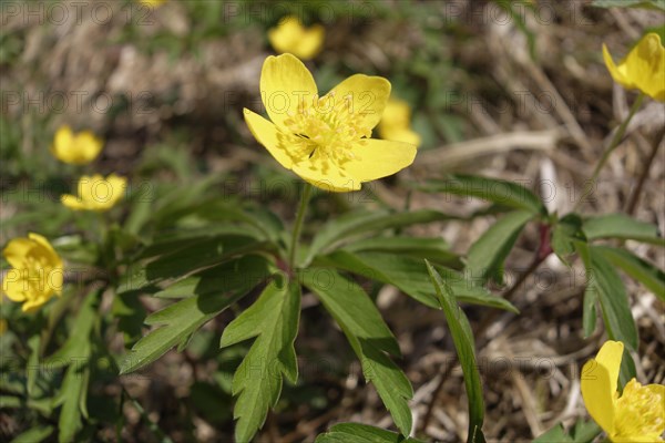 Yellow Anemone