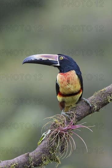 Collared aracari