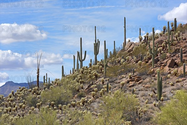 Saguaro Cacti