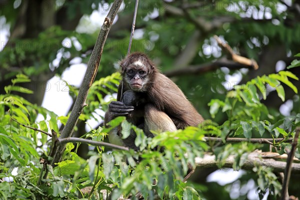 White-bellied spider monkey