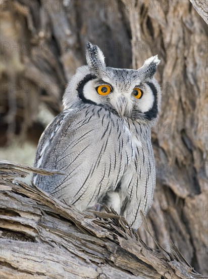 Southern white-faced owl