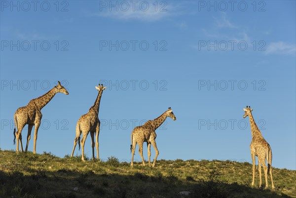 Southern Giraffes