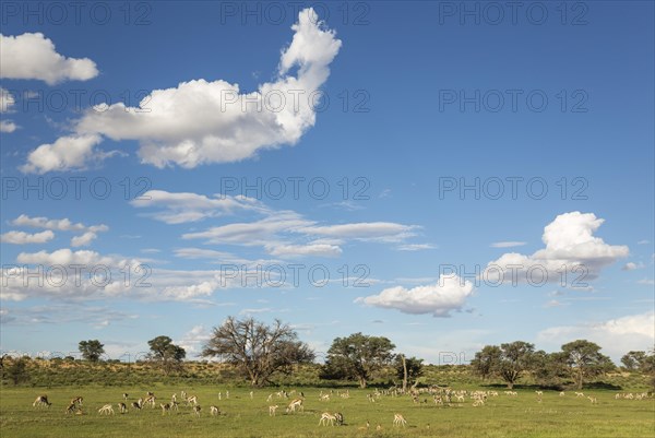 Springboks