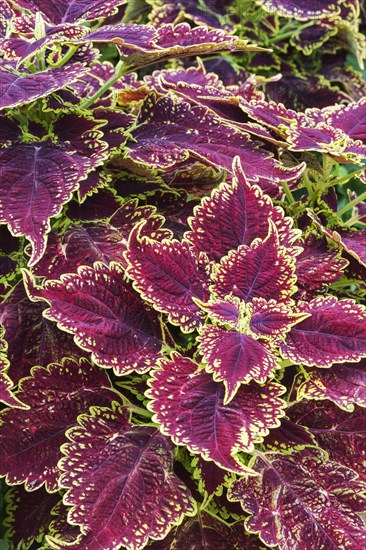 Close-up of burgundy and yellow-green Coleus