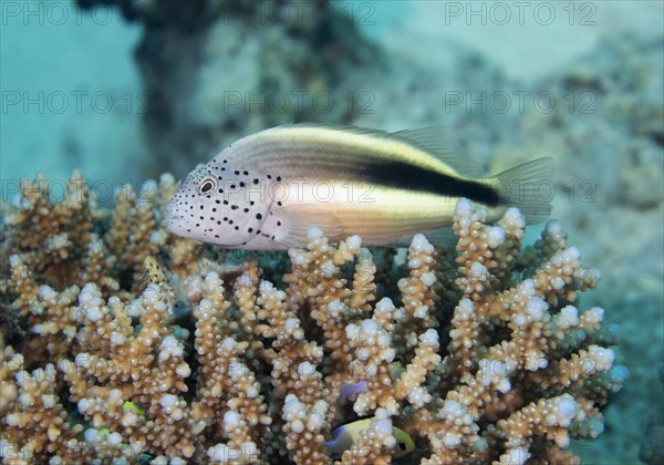 Black-sided hawkfish