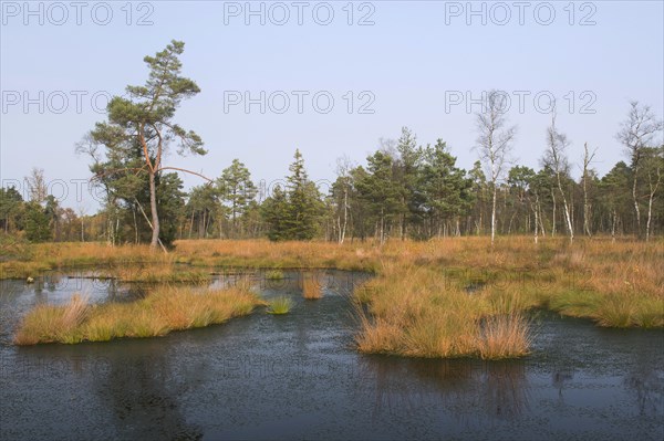 Autumn in the raised bog