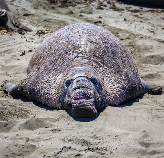 Old Northern Elephant Seal