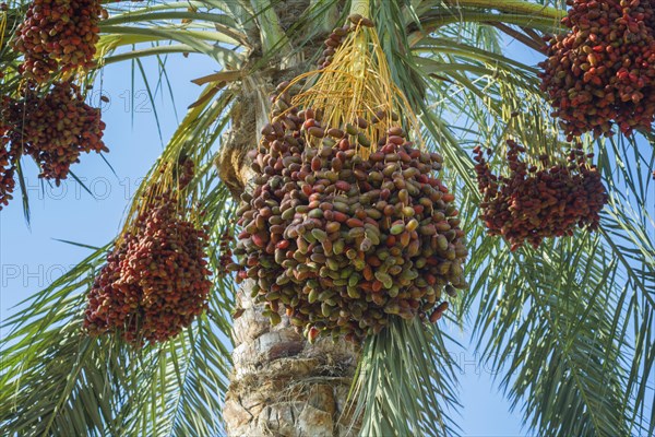 Ripe red fruits dates on date palm