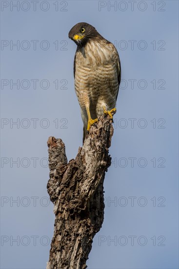 Roadside hawk