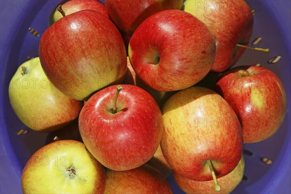 Harvested apples