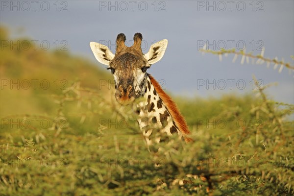 Northern giraffe