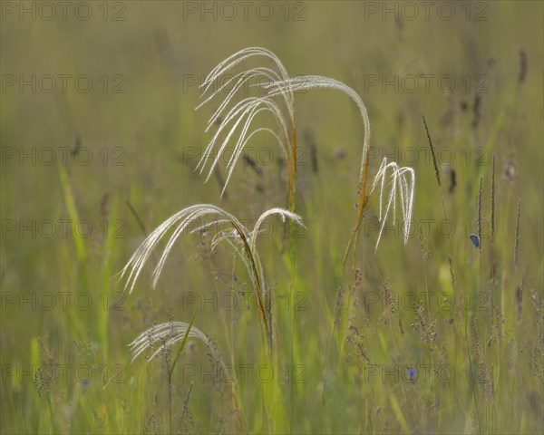 European feather grass or Orphan maidenhair
