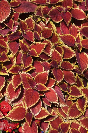 Coleus