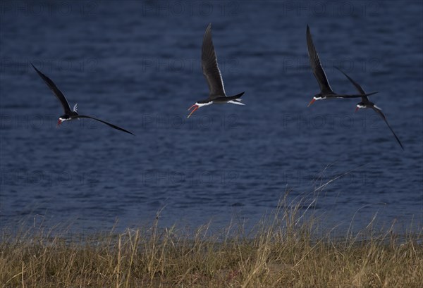 African Skimmer