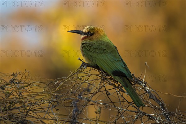 White-fronted bee-eater