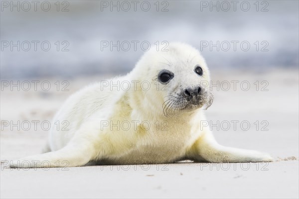 Newborn gray seal