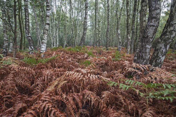 Moor birch trees