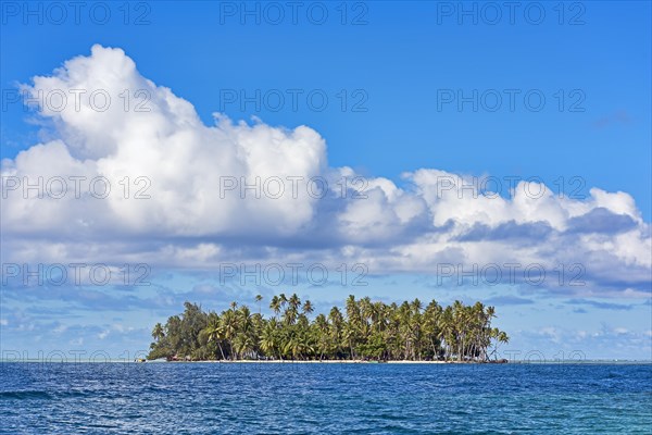 Small island with palm trees